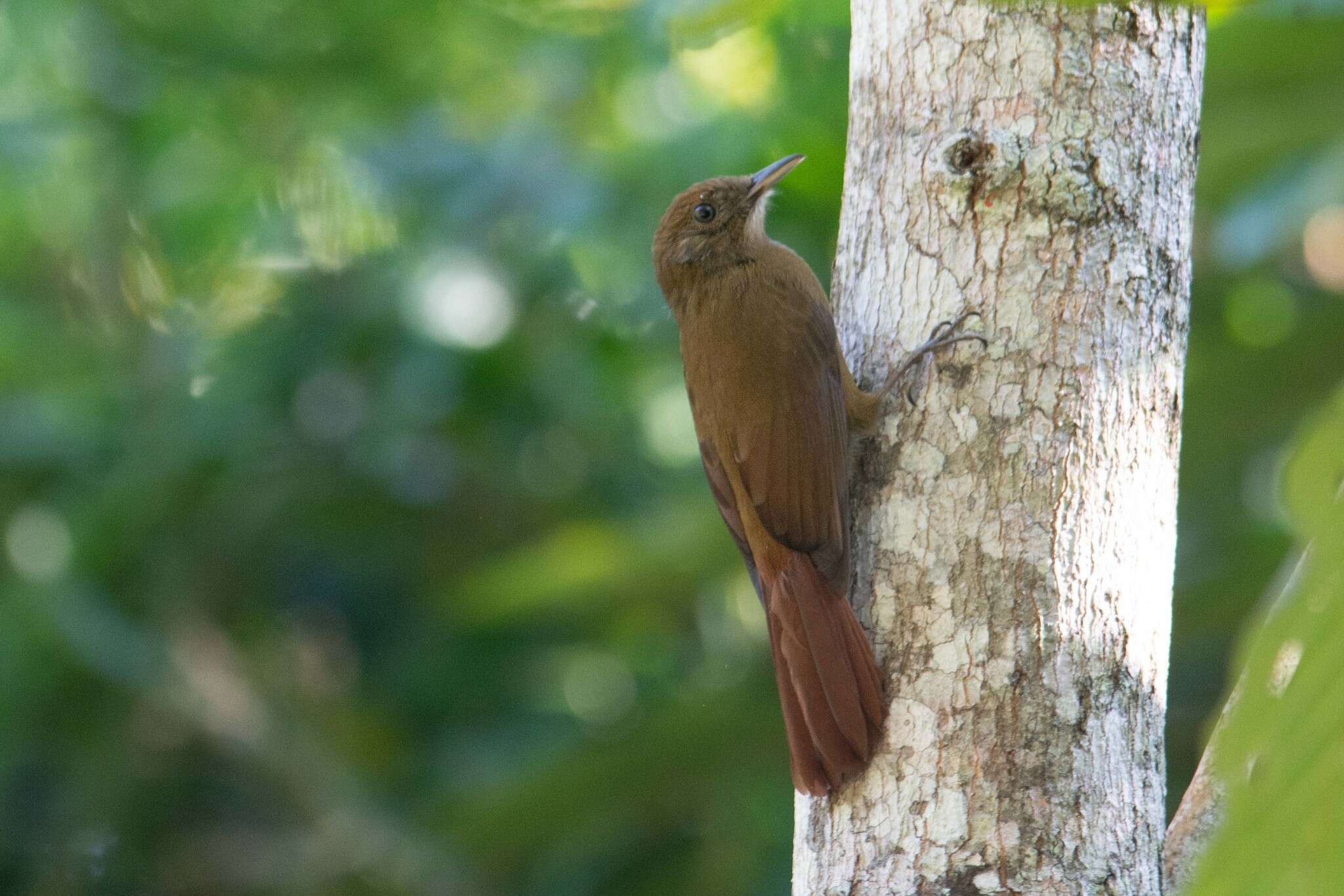 Image of Plain-winged Woodcreeper