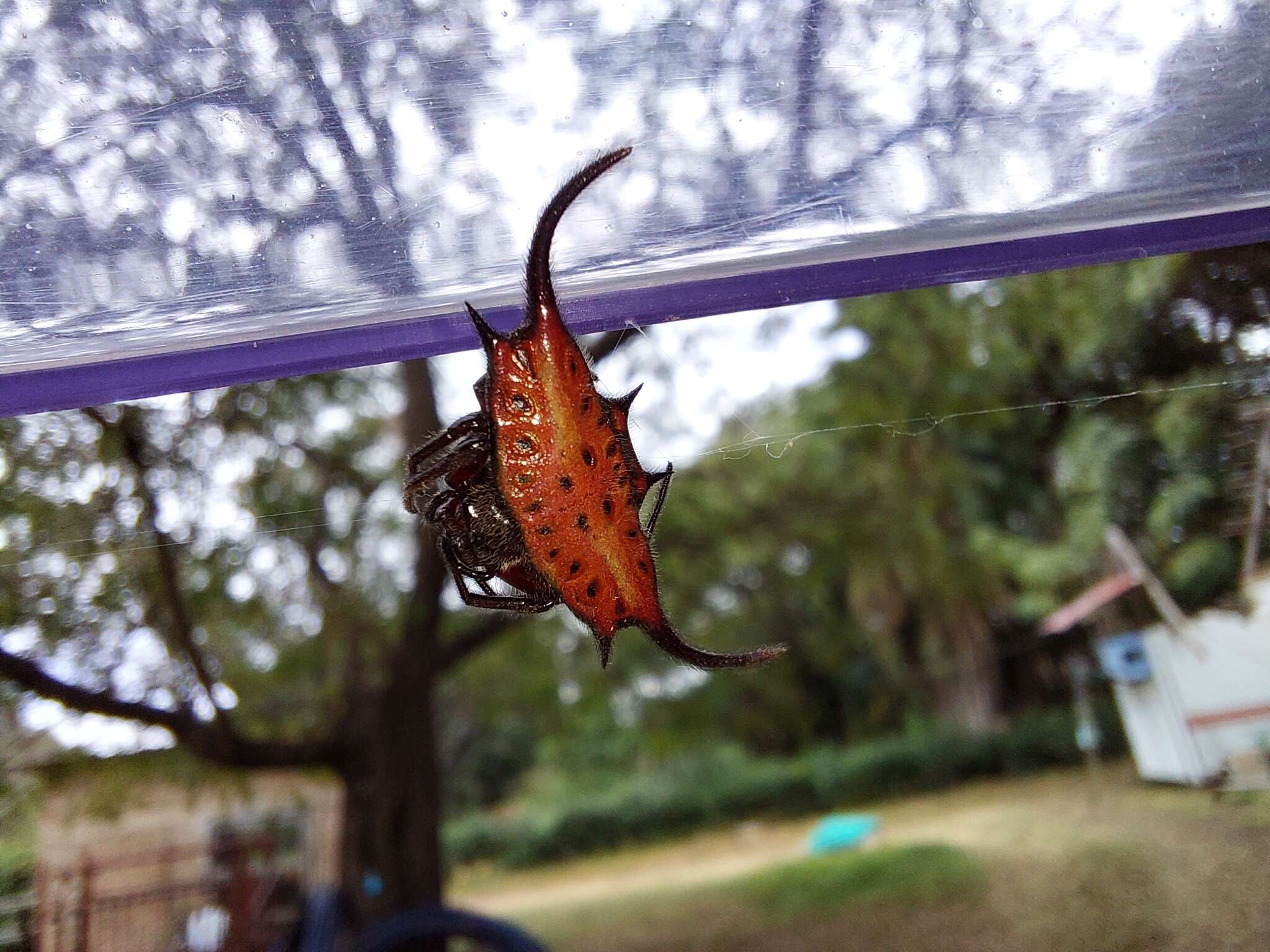 Image of Gasteracantha falcicornis Butler 1873