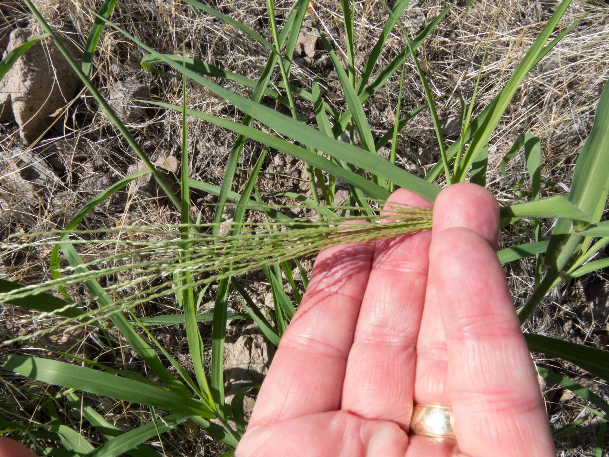 Слика од Leptochloa panicea subsp. brachiata (Steud.) N. Snow