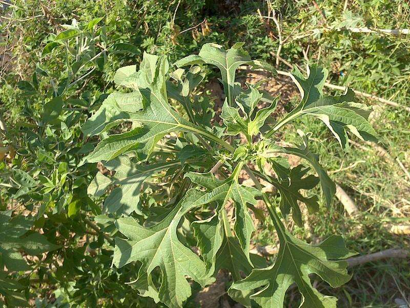 Image of tree marigold