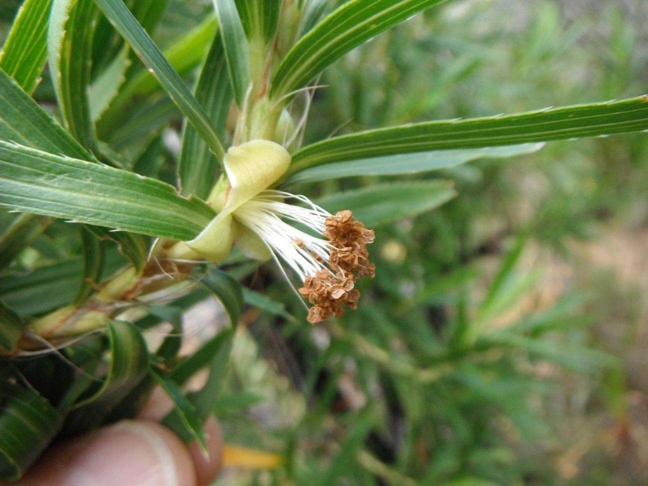 Image of Cliffortia heterophylla Weim.