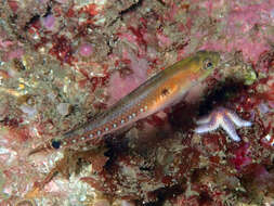 Image of Spotted goby