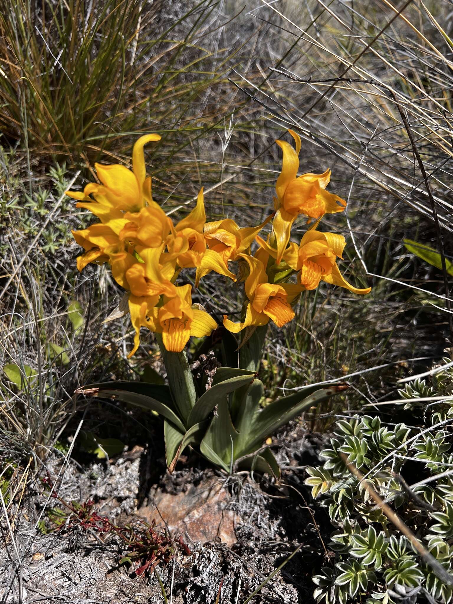 Plancia ëd Chloraea alpina Poepp.