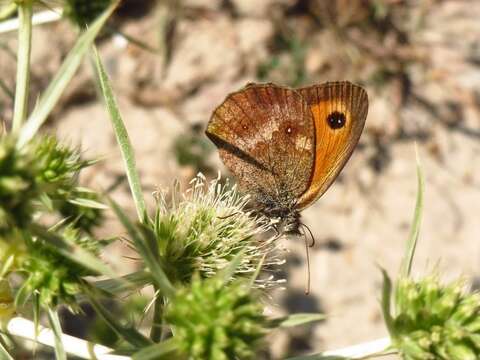 Image of hedge brown