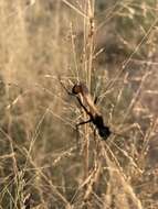 Слика од Ammophila placida F. Smith 1856