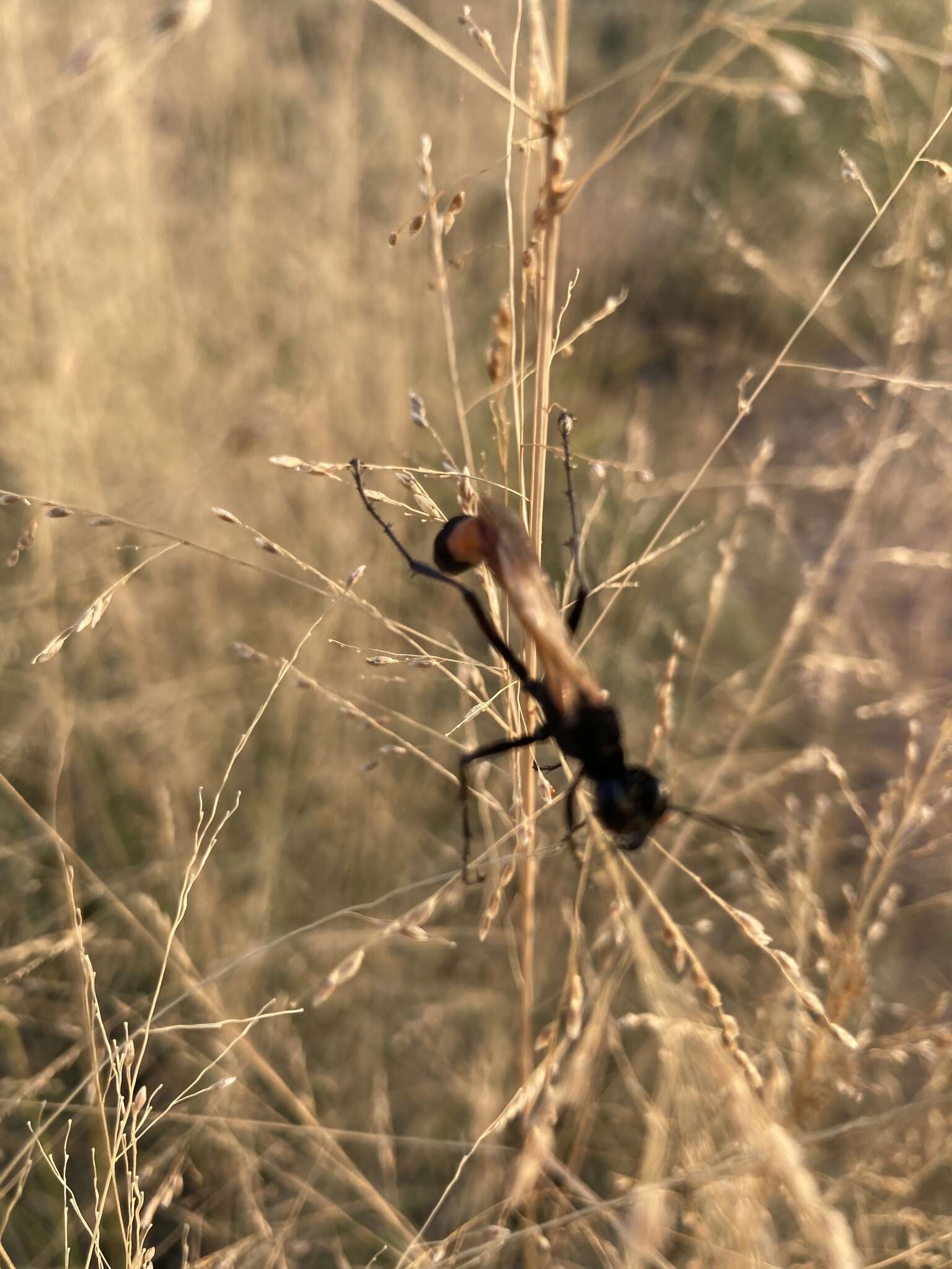 Image of Ammophila placida F. Smith 1856