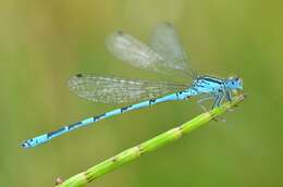 Image of Southern Damselfly