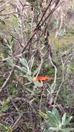 صورة Eremophila glabra (R. Br.) Ostenf.