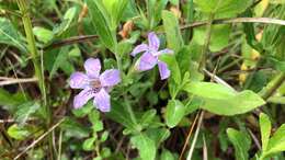 صورة Dyschoriste oblongifolia (Michx.) Kuntze