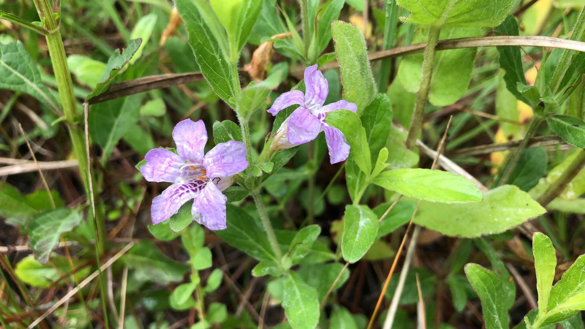 Dyschoriste oblongifolia (Michx.) Kuntze的圖片