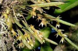 Image of Acianthera hygrophila (Barb. Rodr.) Pridgeon & M. W. Chase