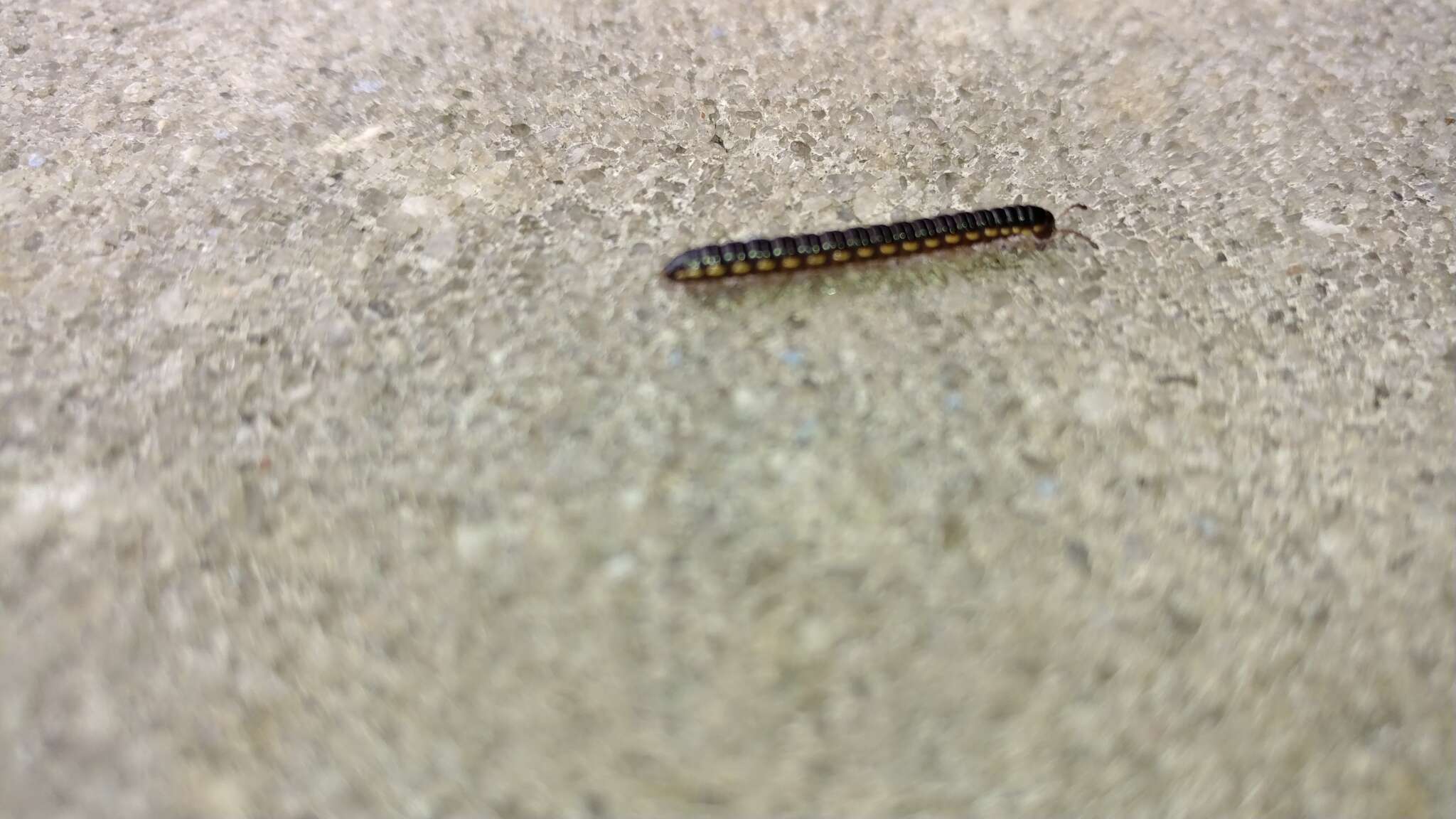 Image of Millipede