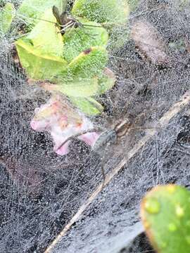 Image of Utah Funnel-web Spider