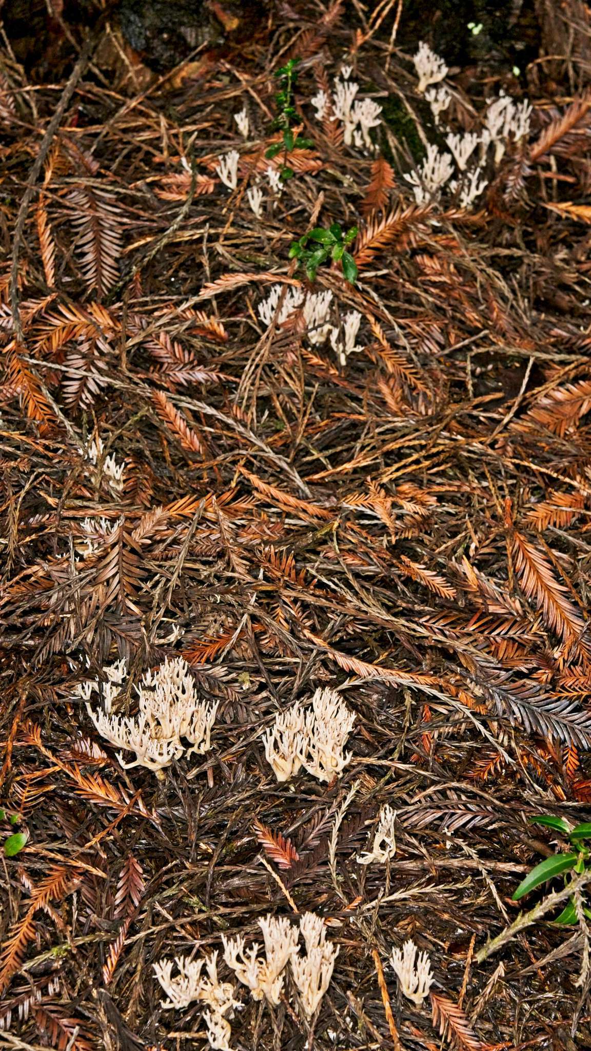 Ramaria filicicola (S. G. M. Fawc.) Corner 1950 resmi