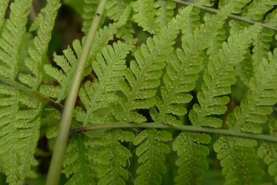 Image of swordfern