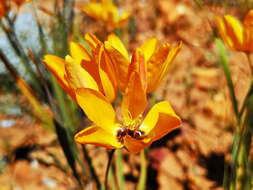 Image of Ixia dubia Vent.