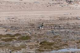 Image of Arctic Hare