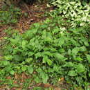 Image de Spathicarpa hastifolia Hook.