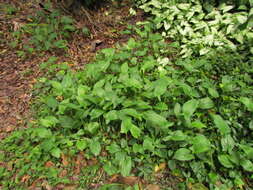 Image of Spathicarpa hastifolia Hook.