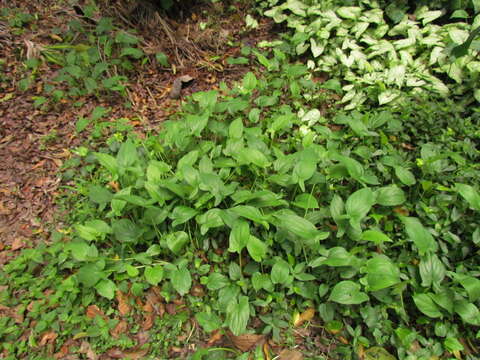 Image of Spathicarpa hastifolia Hook.