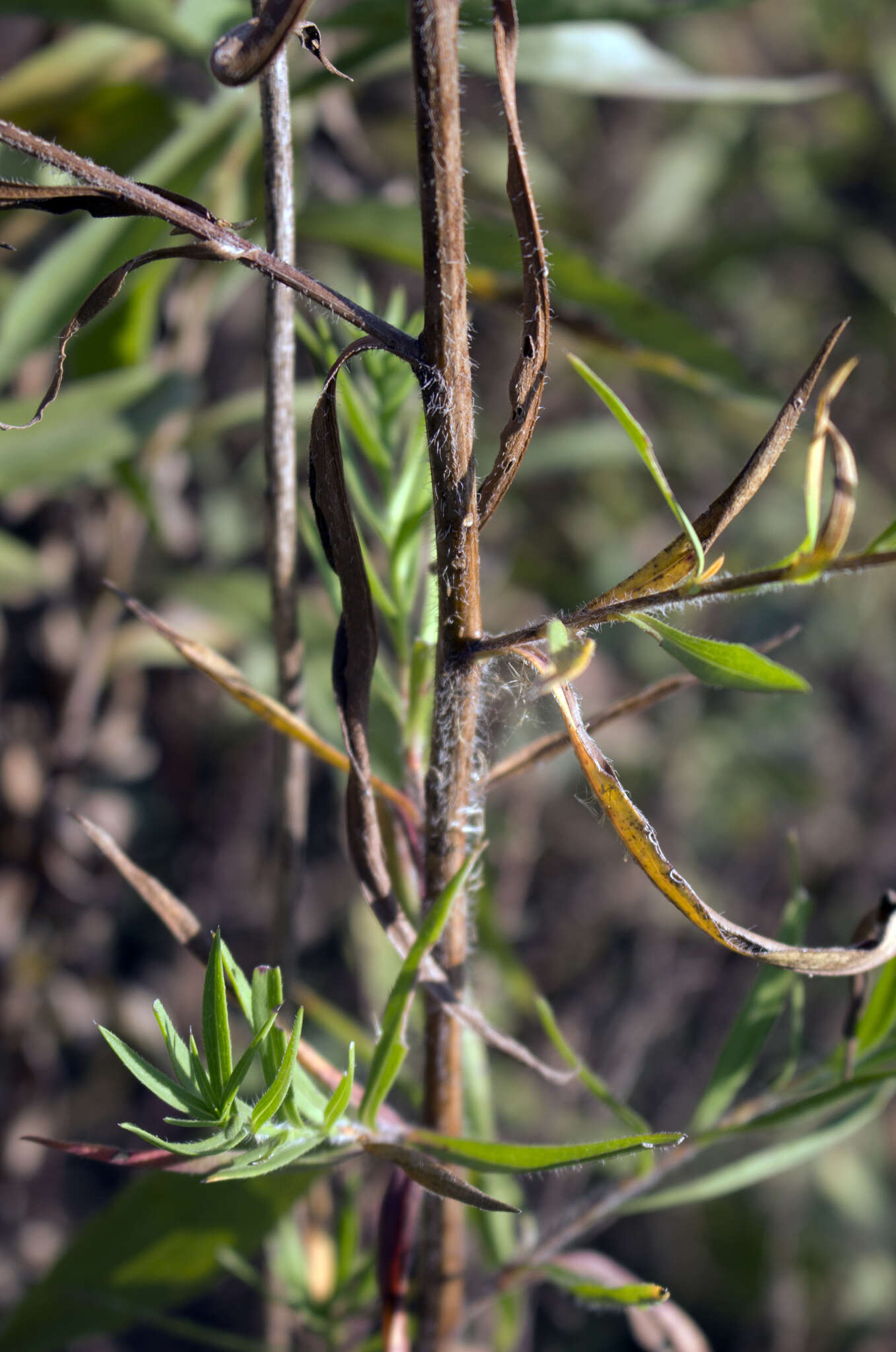 Image of hairy white oldfield aster