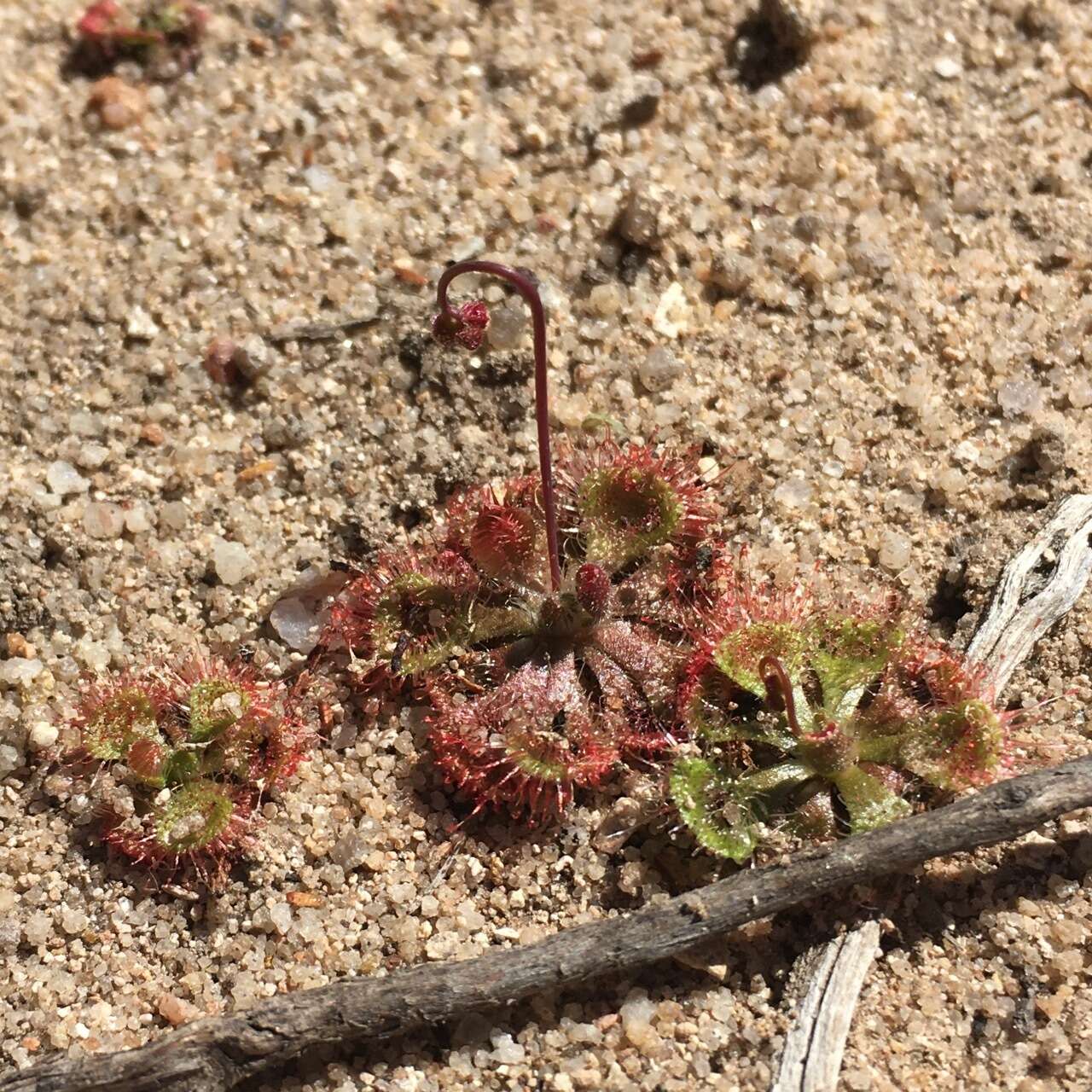 Image of <i>Drosera burmanni</i>