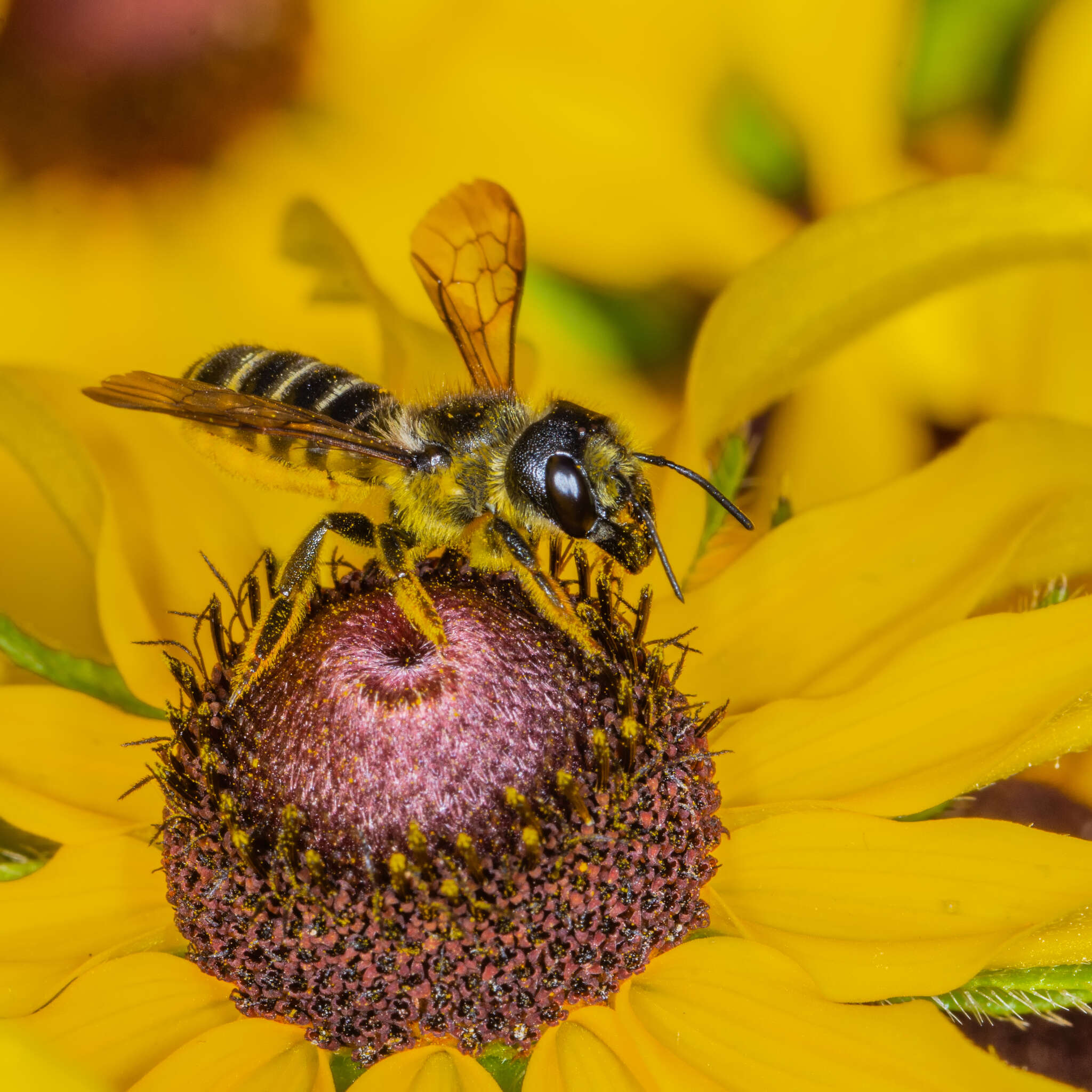 صورة Megachile pugnata Say 1837