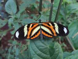 Image of Heliconius ethilla Latreille & Godart 1819