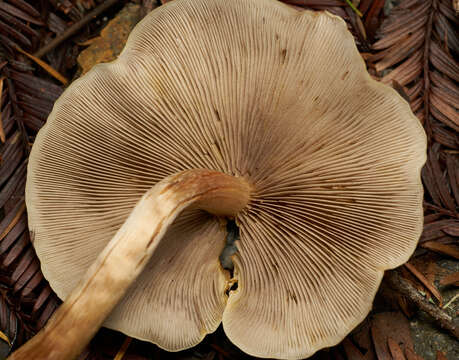 Image of Hypholoma capnoides (Fr.) P. Kumm. 1871