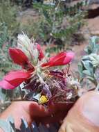 Indigofera mollicoma N. E. Br.的圖片