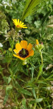 Image of Adonis dentata Delile