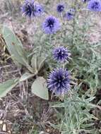 Image of Echinops microcephalus Sibth. & Sm.