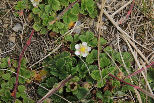 Image de Fragaria nilgerrensis subsp. nilgerrensis