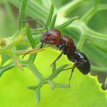 Image of <i>Camponotus ruber</i>