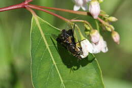 Image of Chrysops excitans Walker 1850