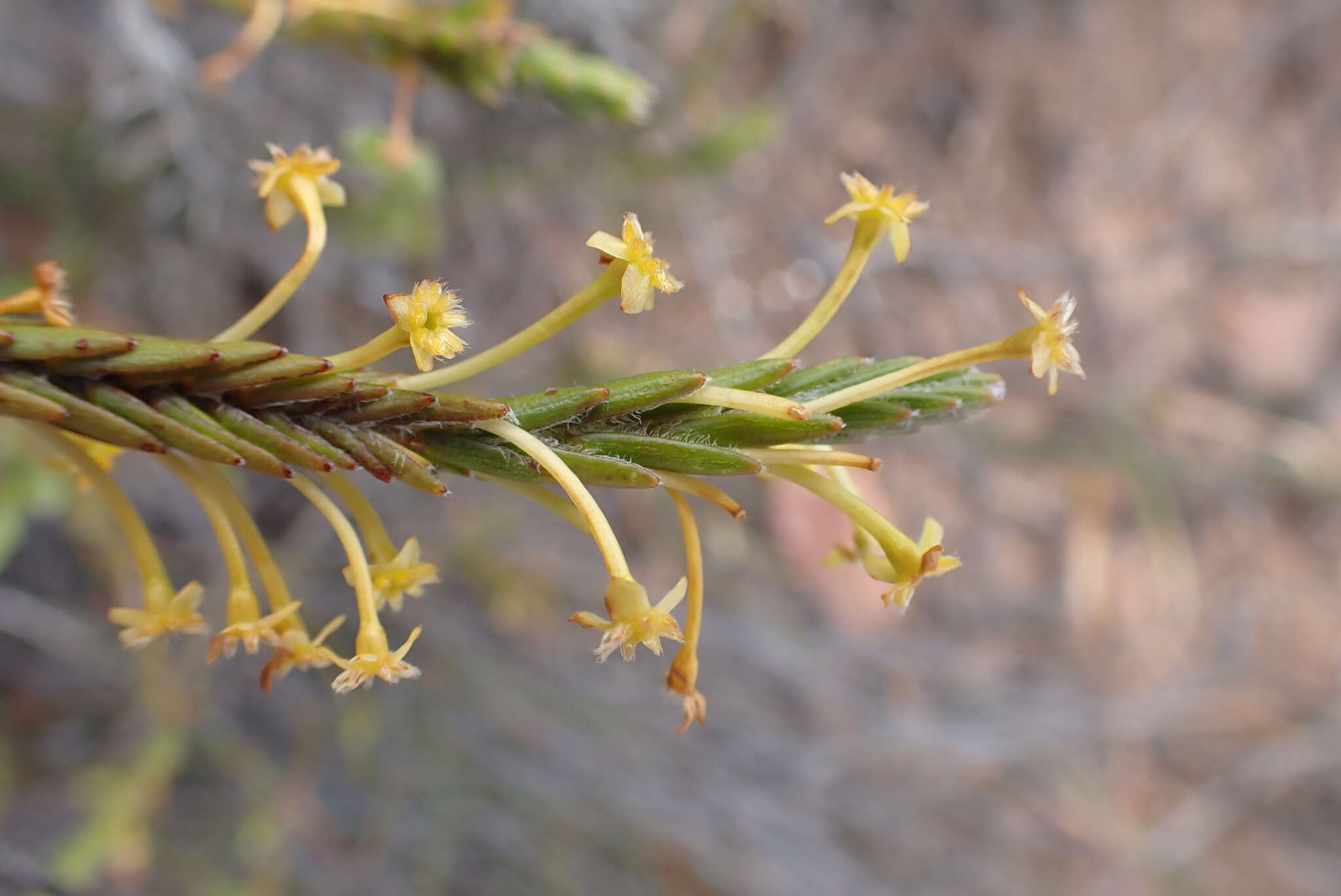 Image de Struthiola eckloniana (Meissn.) Gandoger