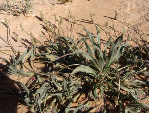 Image of Plantago amplexicaulis Cav.