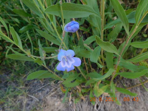 Image of Cochise beardtongue