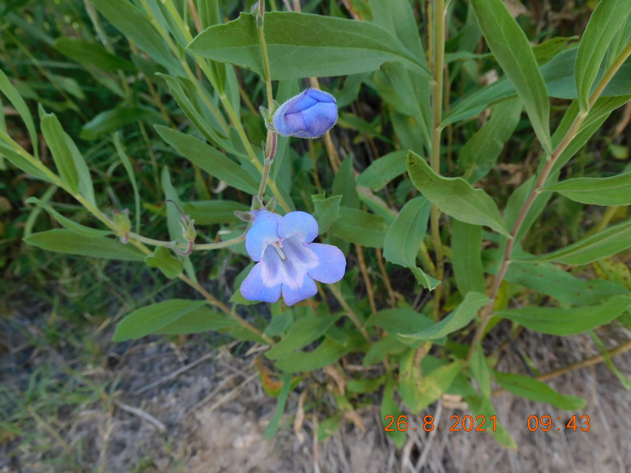 Image de Penstemon dasyphyllus A. Gray