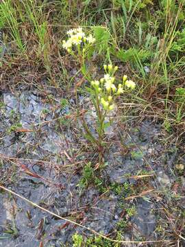 Image de Solidago krotkovii B. Boiv.