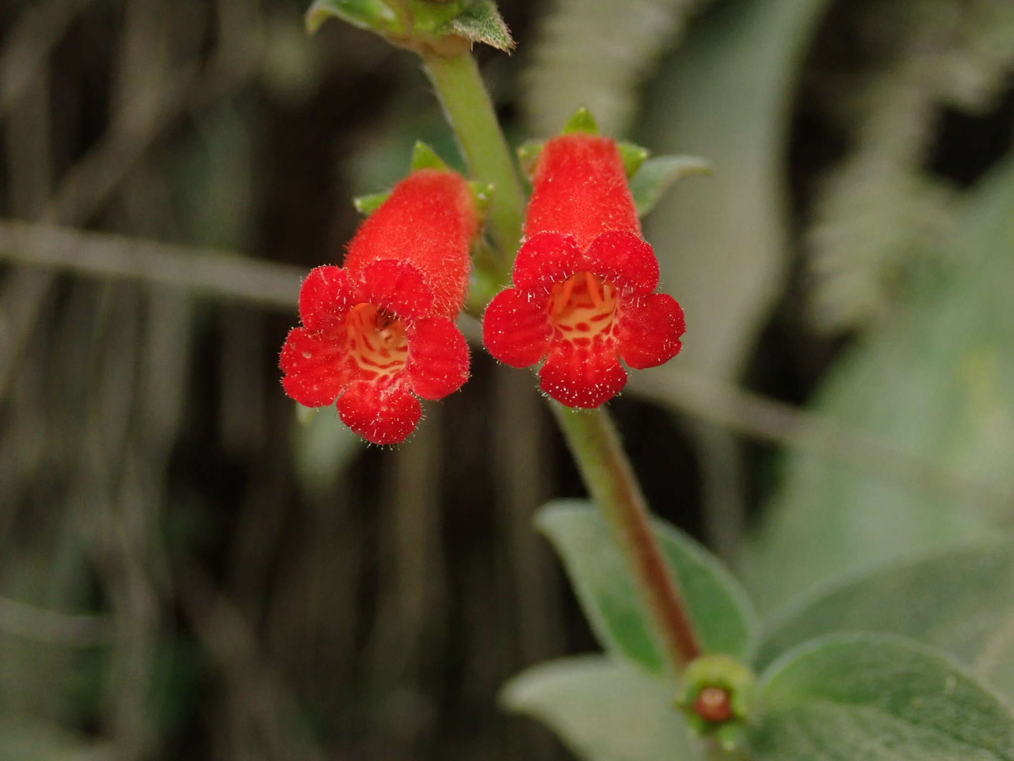 Image of Kohleria spicata (Kunth) Oerst.