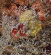 Image of sulfur sponge