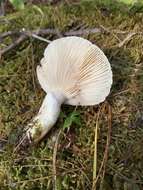 Image de Lactarius pallescens Hesler & A. H. Sm. 1979