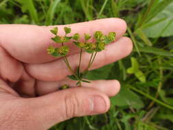 Слика од Euphorbia microcarpa (Prokh.) Krylov