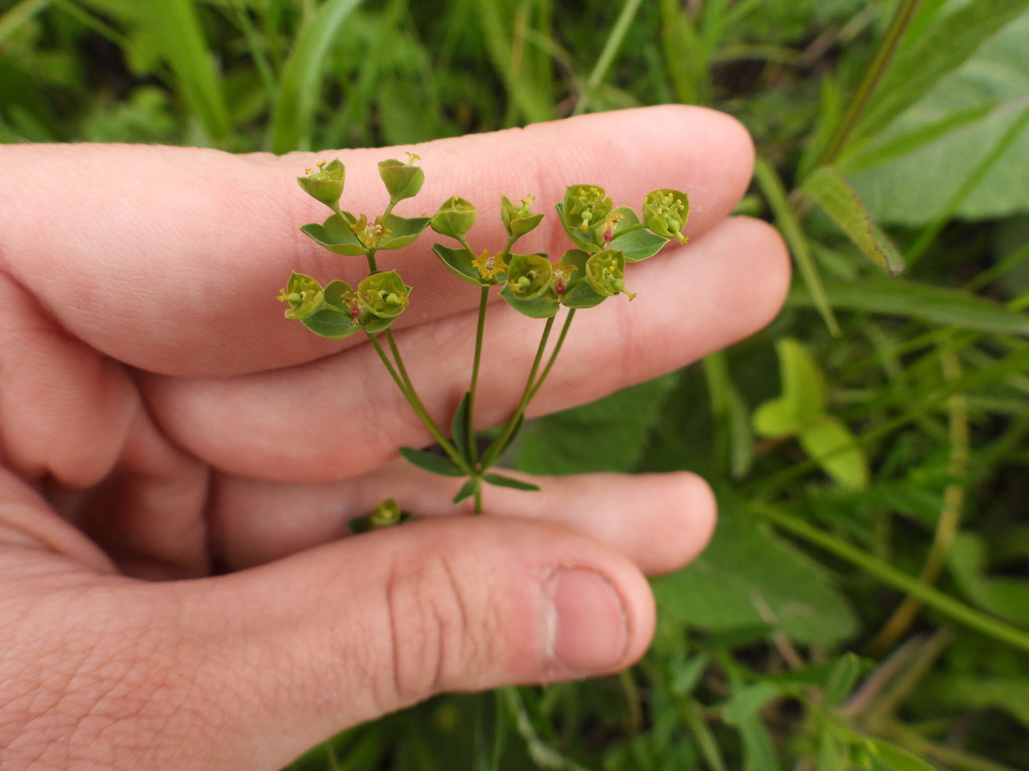 Слика од Euphorbia microcarpa (Prokh.) Krylov