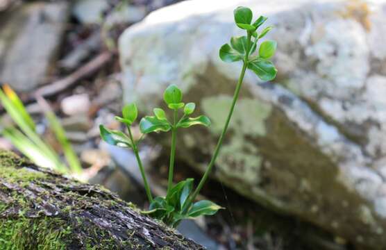 صورة Psydrax obovata subsp. obovata