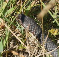 Image of Highlands Copperhead