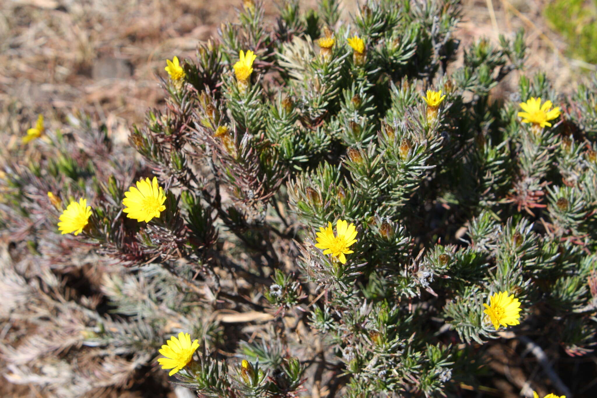 Image of Oedera acerosa (DC.) N. G. Bergh