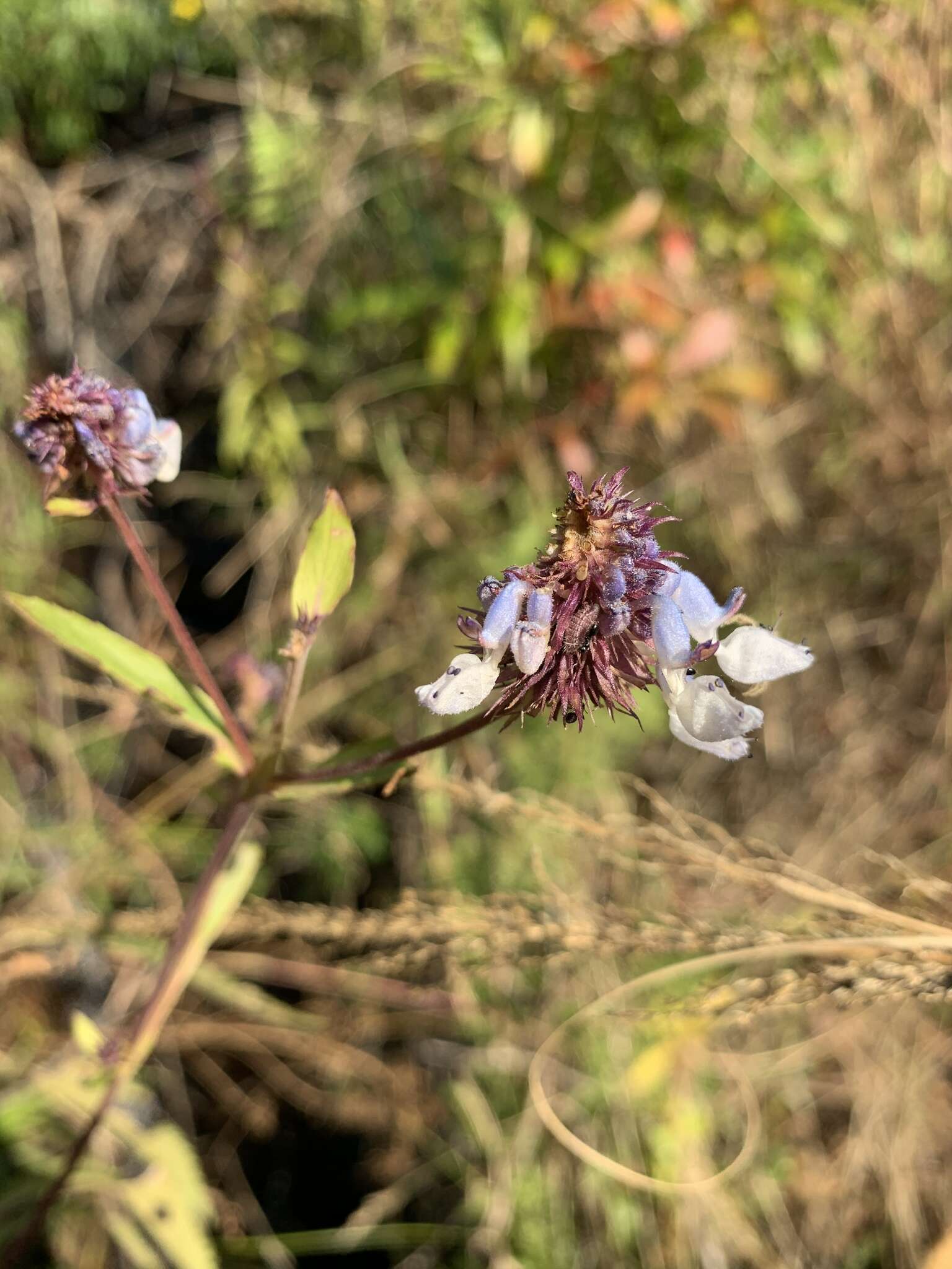 Image of <i>Coleus kirkii</i>