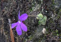 Pinguicula oblongiloba A. DC.的圖片